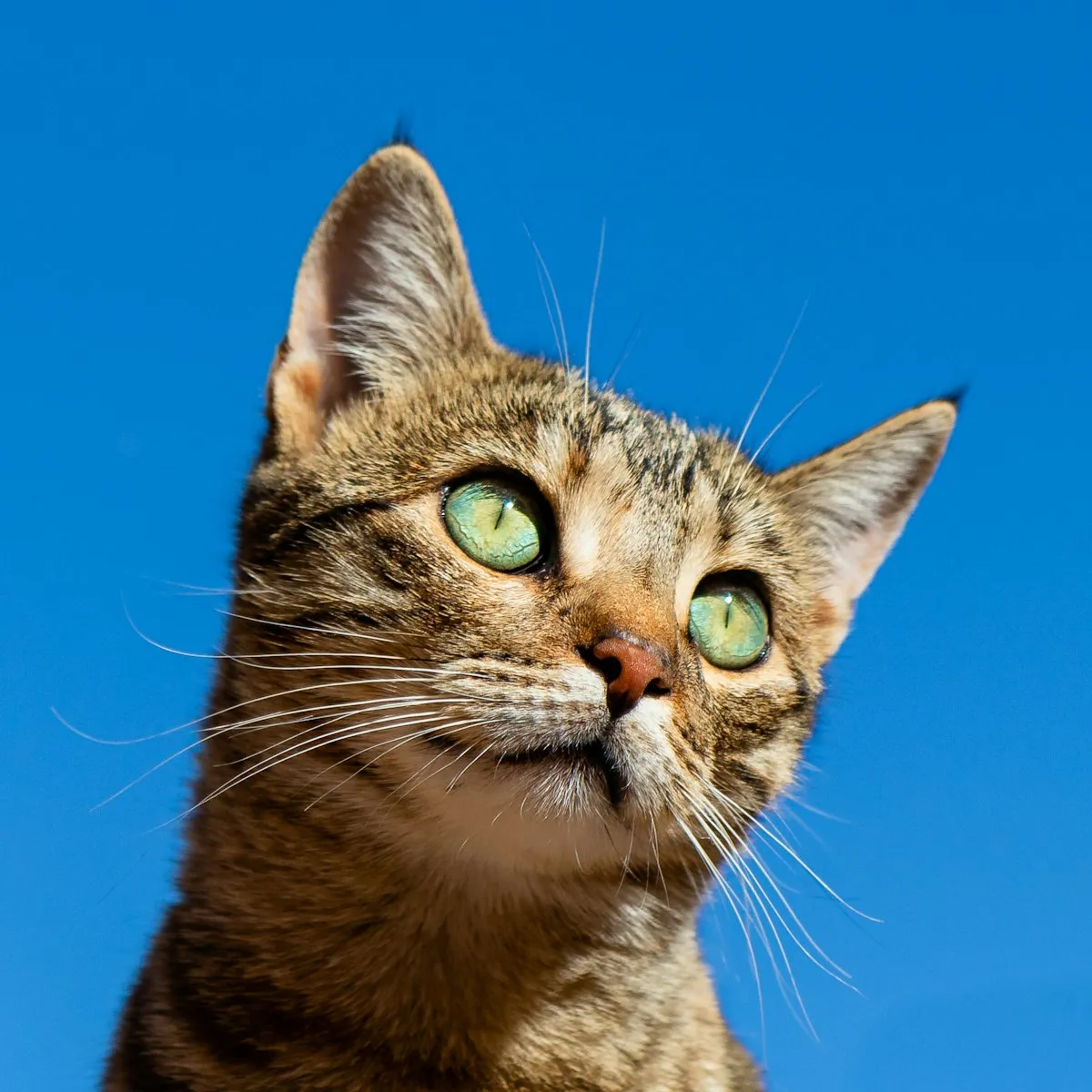 段ボール箱のそばでくつろぐ猫