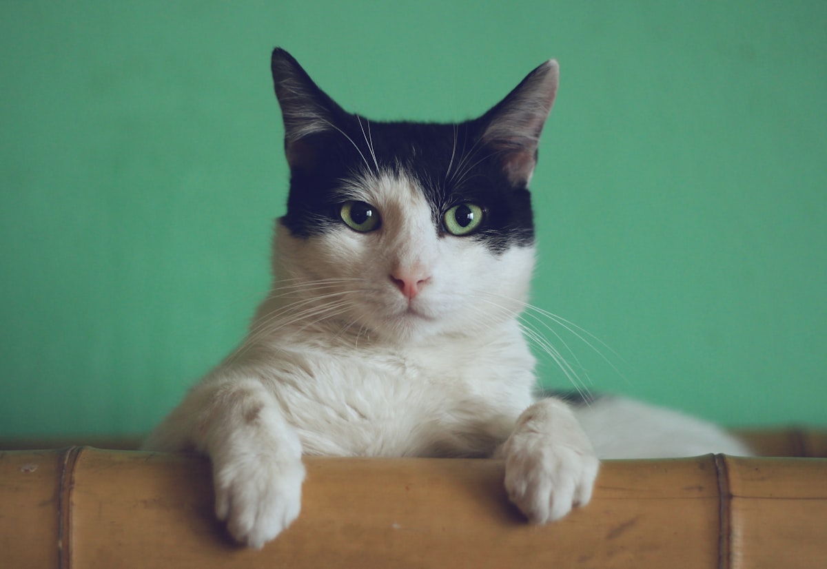 ワンルームで暮らす猫