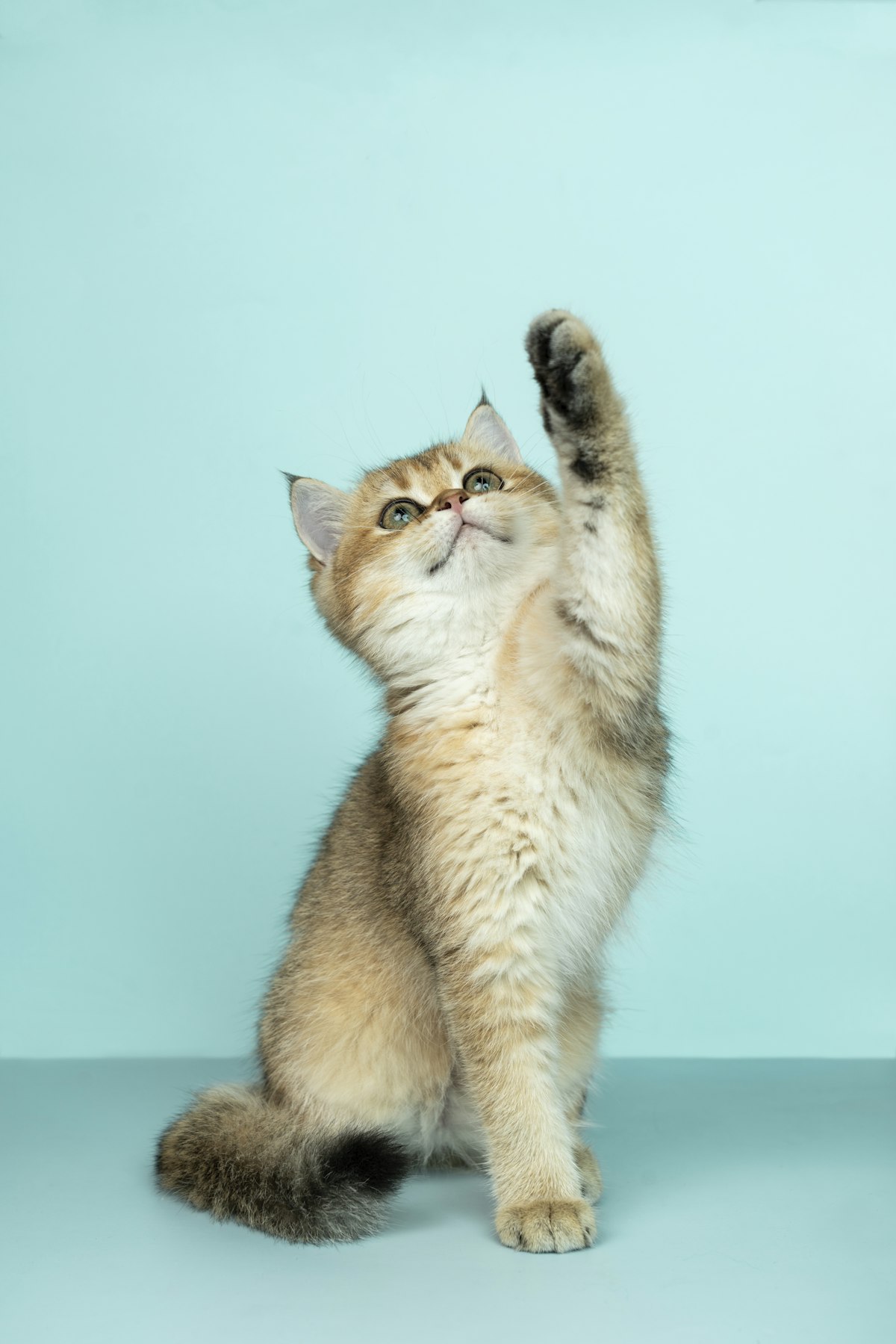室内で暮らす猫