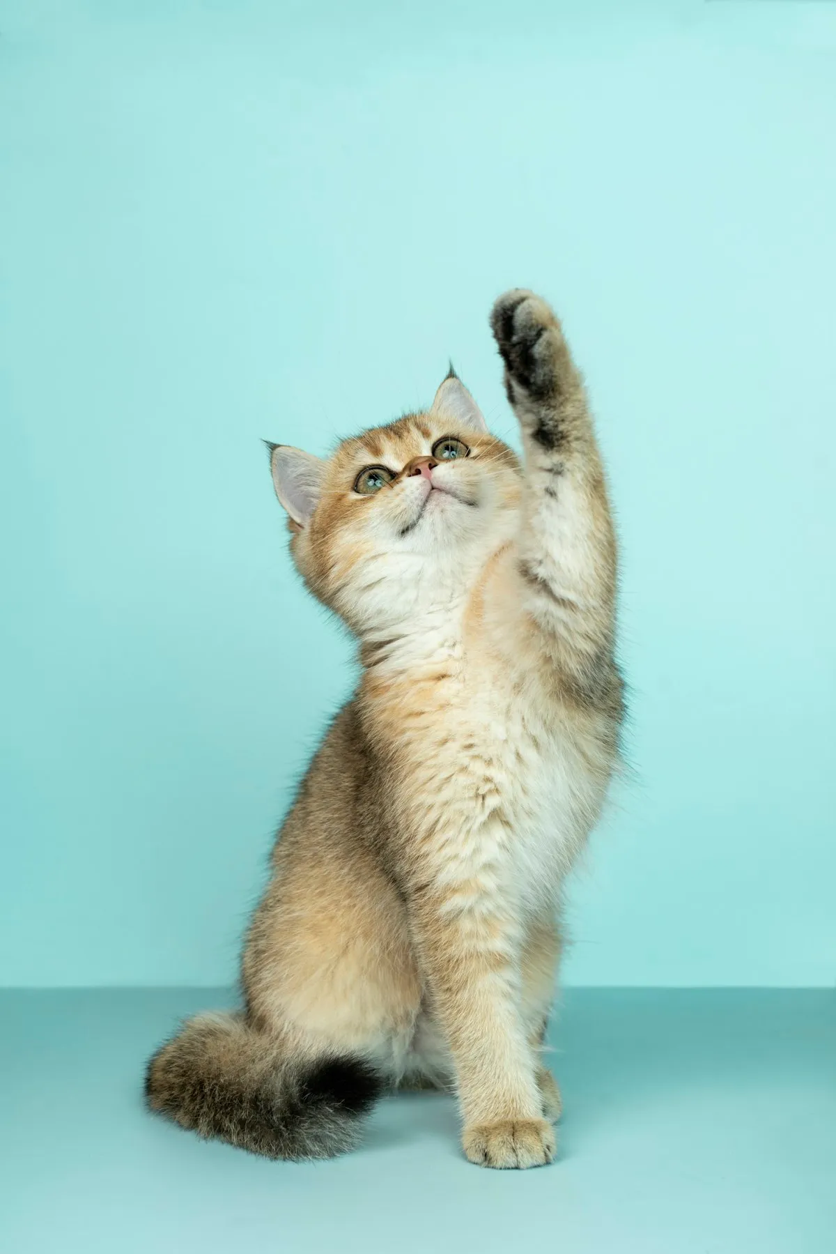 室内で暮らす猫