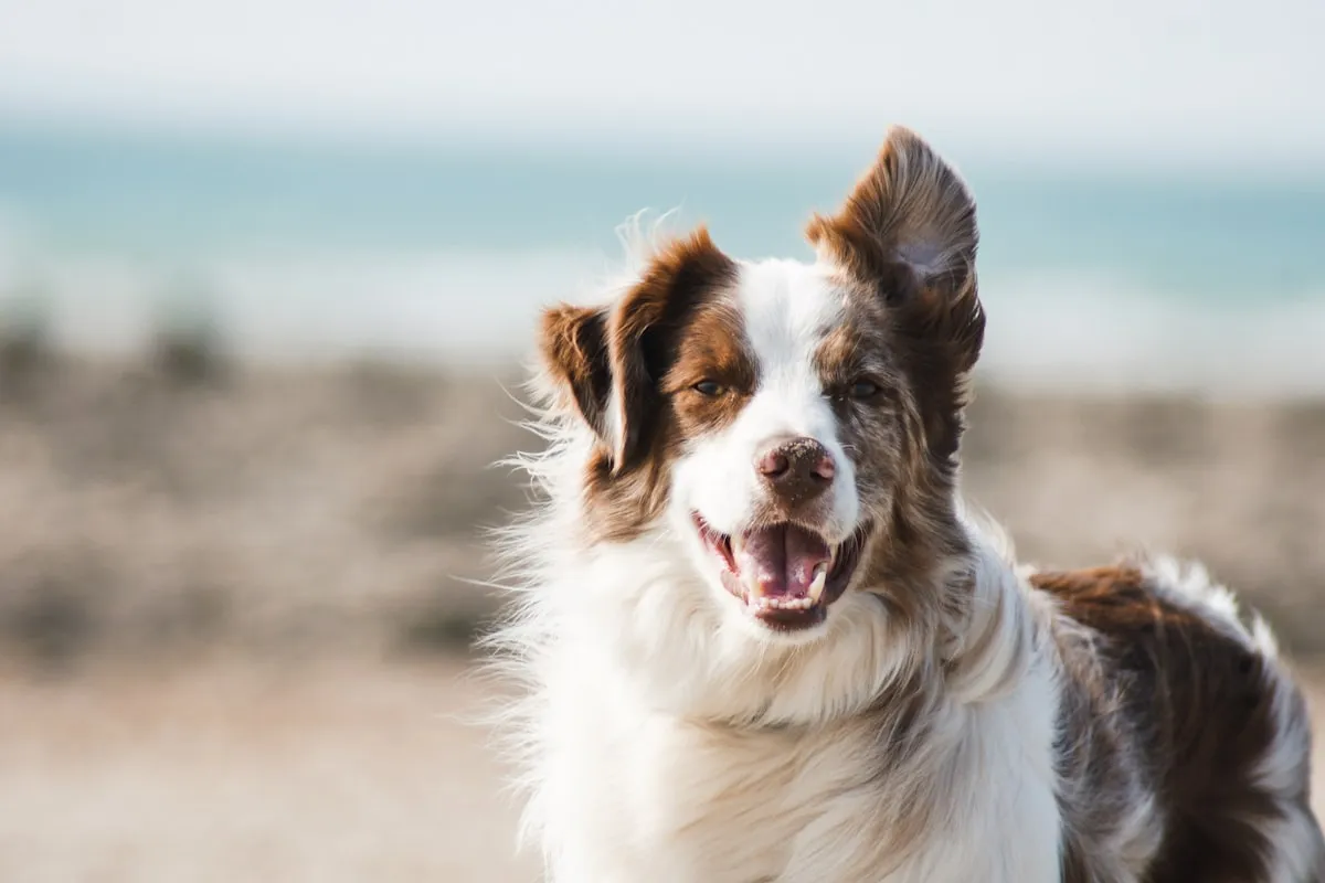検査前に犬の医療費を確認する飼い主