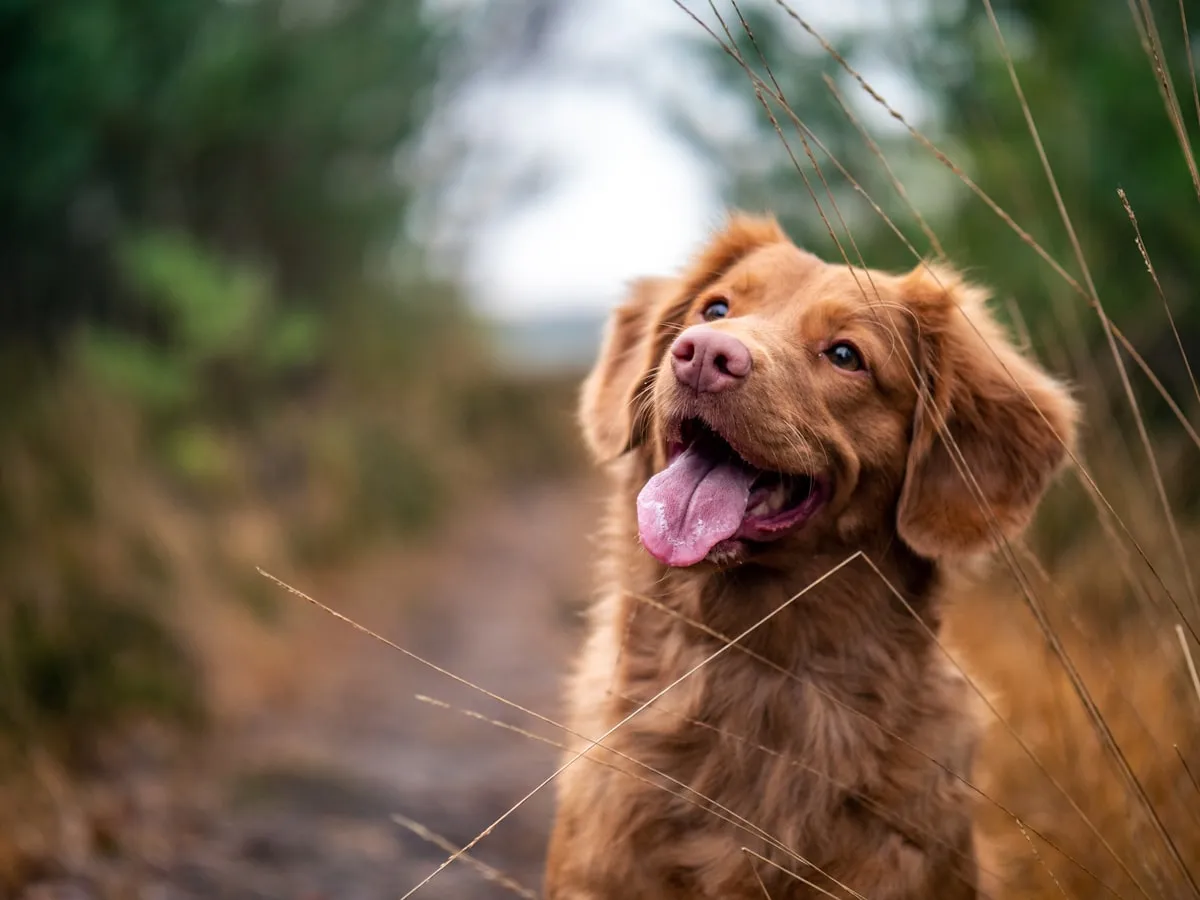 街を散歩する犬