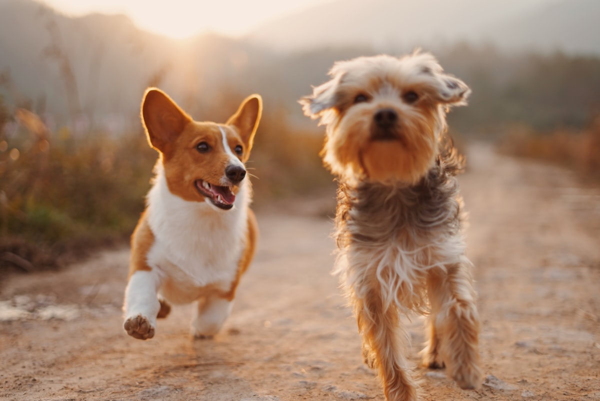 公園を散歩する犬たち