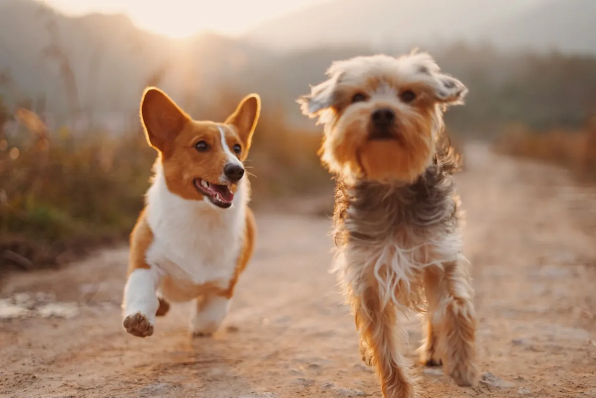 公園を散歩する犬たち