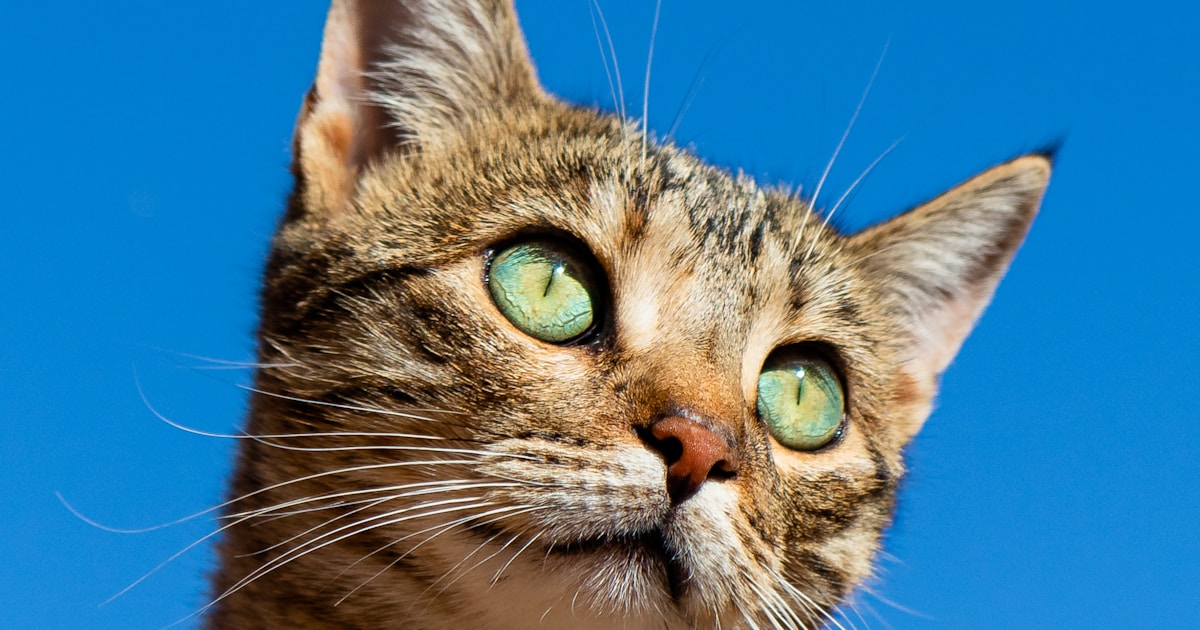 ペットと暮らす家はいくらで建つ？費用の内訳と抑え方｜犬・猫の新築コスト